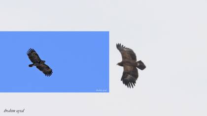 Greater Spotted Eagle