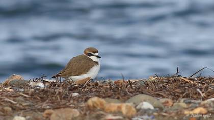 Kentish Plover