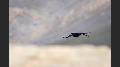 Alpine Chough