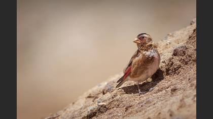 Crimson-winged Finch