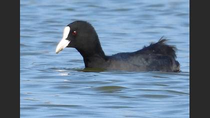 Eurasian Coot