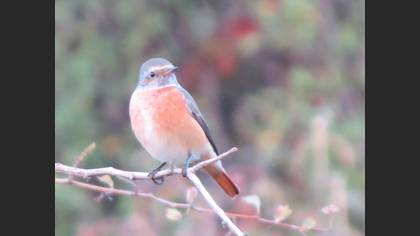 Common Redstart