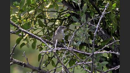 Barred Warbler