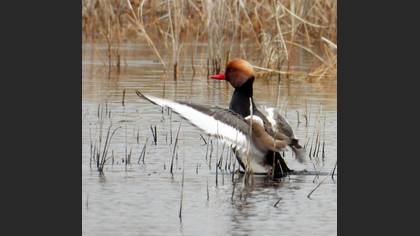 Red-crested Pochard