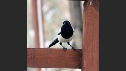 Eurasian Magpie