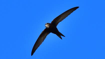 Common Swift