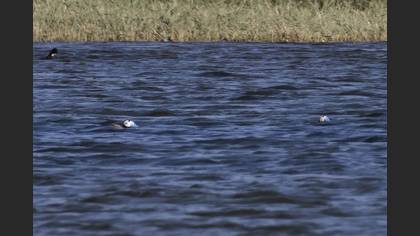 White-headed Duck