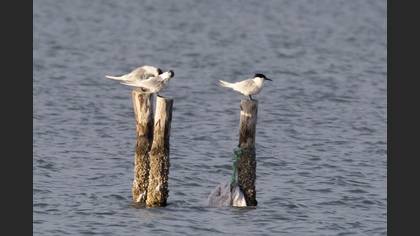 Sandwich Tern