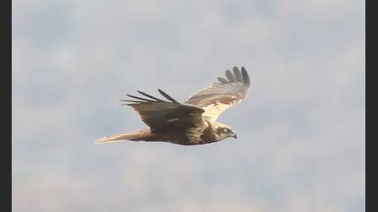 Western Marsh Harrier