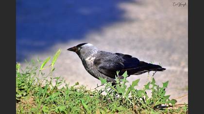 Western Jackdaw
