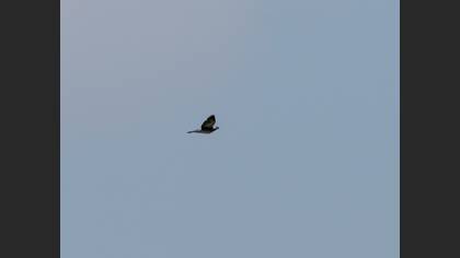 Common Wood Pigeon