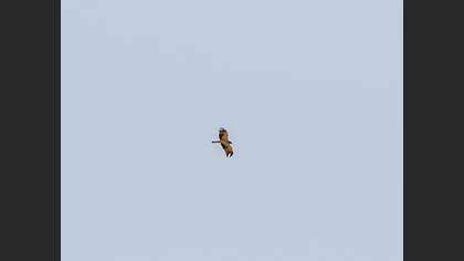Booted Eagle