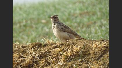 Crested Lark