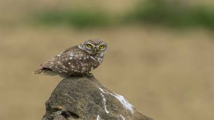 Little Owl