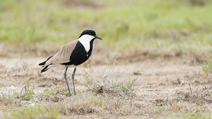 Spur-winged Lapwing