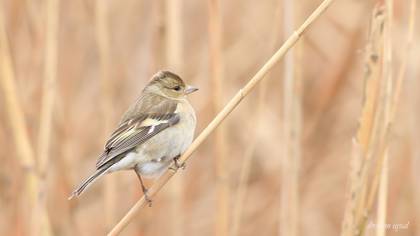 Eurasian Chaffinch
