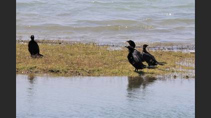 Pygmy Cormorant