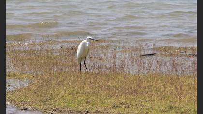 Little Egret