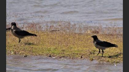 Hooded Crow