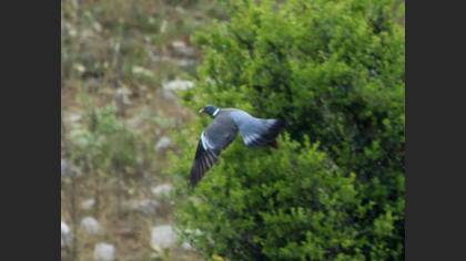 Common Wood Pigeon
