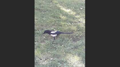 Eurasian Magpie