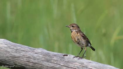 European Stonechat