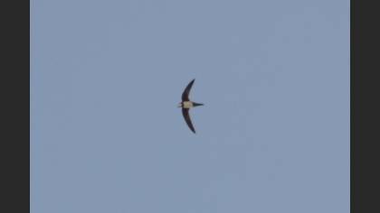 Alpine Swift
