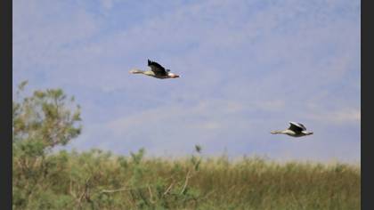 Greylag Goose
