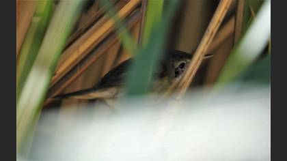 Moustached Warbler