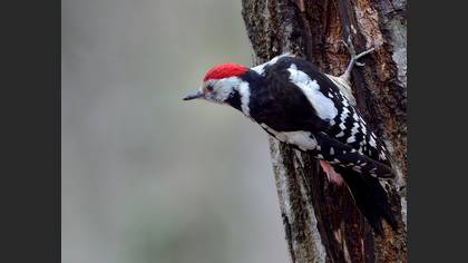 Middle Spotted Woodpecker