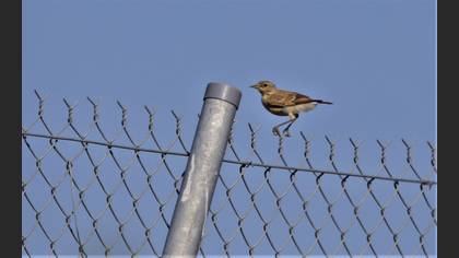 Isabelline Wheatear