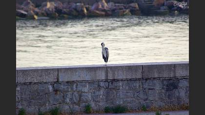 Grey Heron