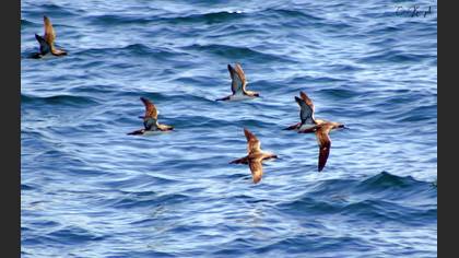 Yelkouan Shearwater