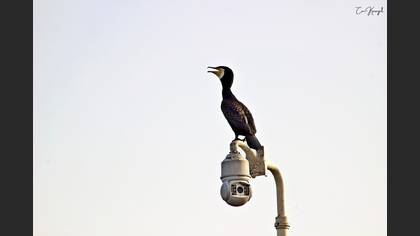 Great Cormorant