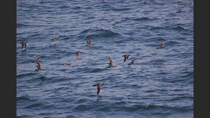 Yelkouan Shearwater