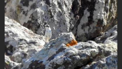 Northern Wheatear