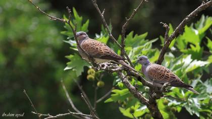 European Turtle Dove