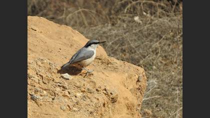 Western Rock Nuthatch