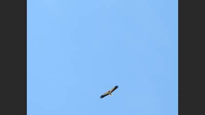 Egyptian Vulture