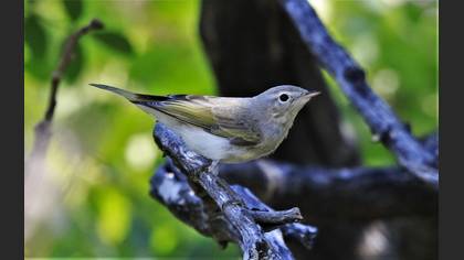 Eastern Bonelli`s Warbler
