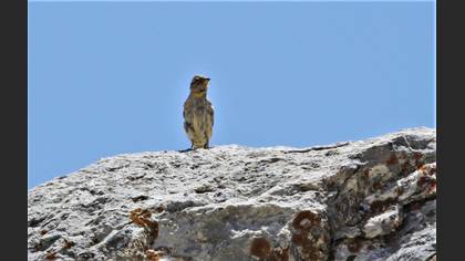 Rock Sparrow