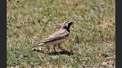 Horned Lark