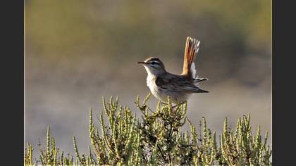 Rufous-tailed Scrub Robin