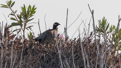 Black Francolin