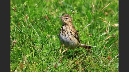 Tree Pipit