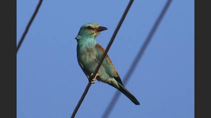 European Roller