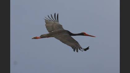 Black Stork