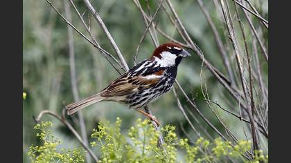 Spanish Sparrow
