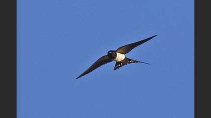 Barn Swallow