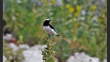 Finsch`s Wheatear